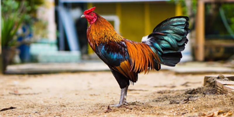 Mẹo đánh rồng hổ - Hướng dẫn từ A đến Z để thành công 10 Kinh nghiệm chọn gà dựa trên màu mạng